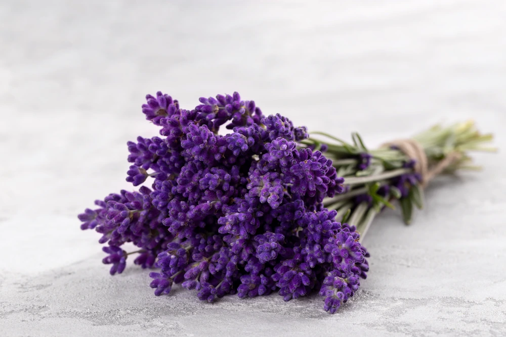 Fresh seasonal flower detail